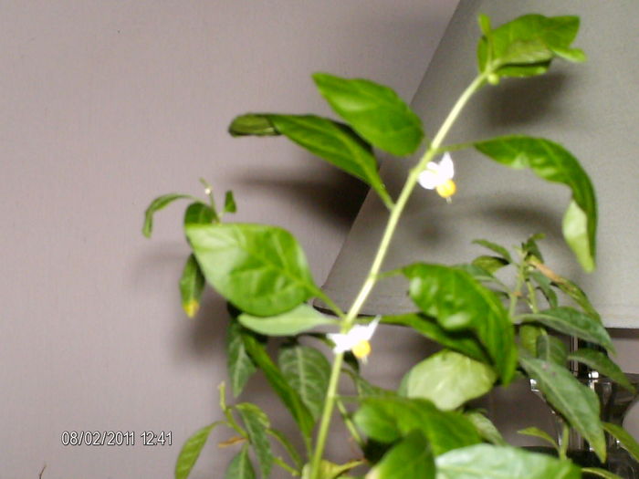 primele flori de anul acesta ale cartofului ornamental