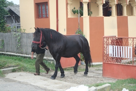 DORA - VIND CAI TRASURI HAMURI