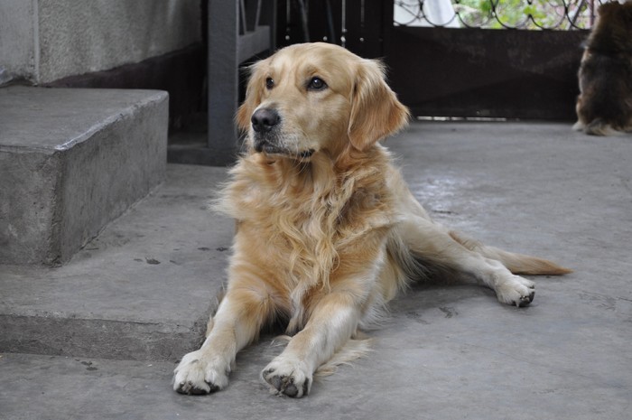 _DSC0054 - x-golden retriever