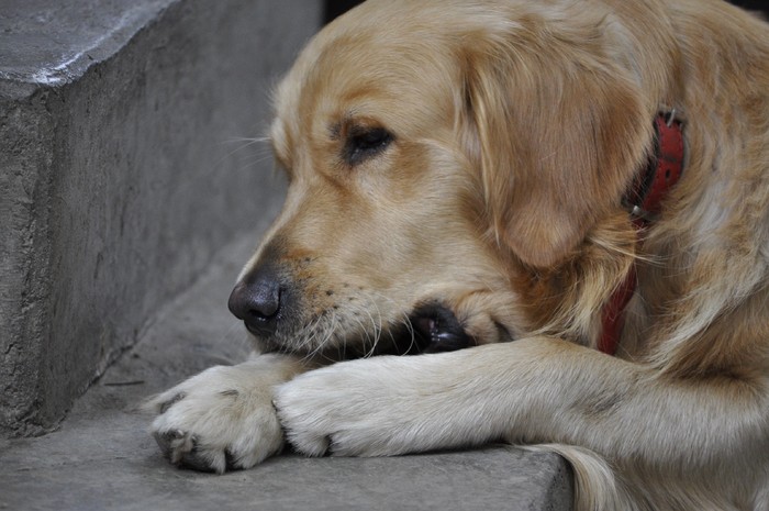 _DSC0056 - x-golden retriever