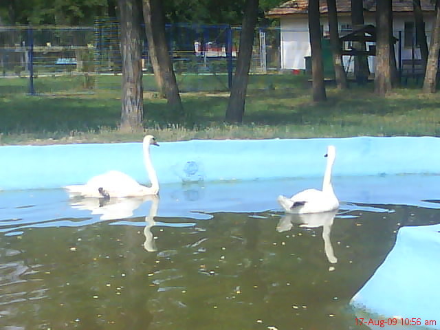 DSC02374 - gradina zoologica valcea