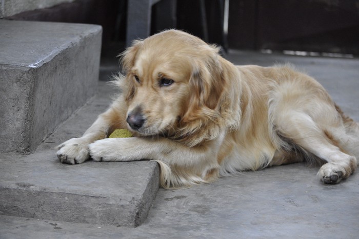 _DSC0057 - x-golden retriever