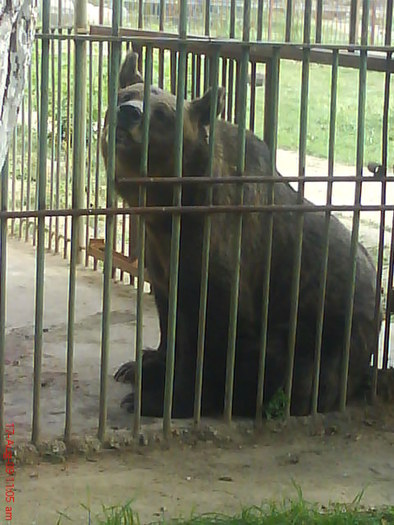 DSC02384 - gradina zoologica valcea