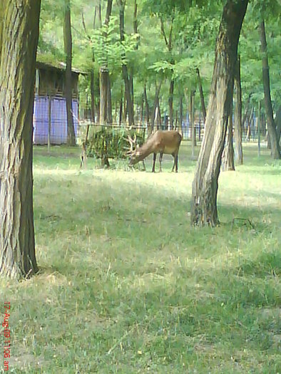 DSC02387 - gradina zoologica valcea