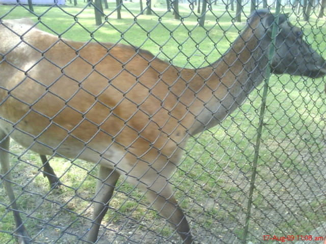 DSC02388 - gradina zoologica valcea