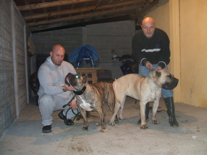 demon and vega - dogo canario breeding