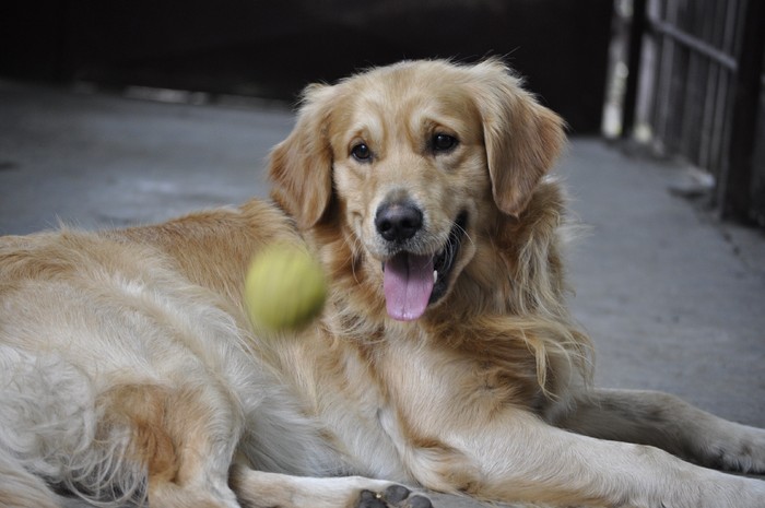 _DSC0061 - x-golden retriever