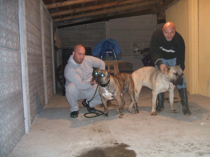 Demon and Vega - dogo canario breeding