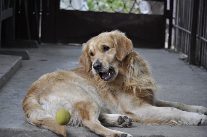 _DSC0064 - x-golden retriever