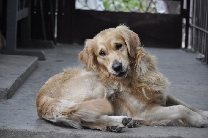 _DSC0065 - x-golden retriever