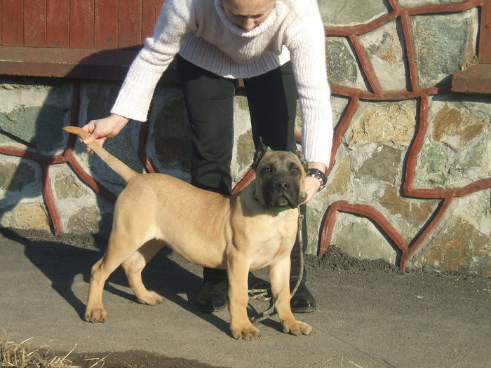 Fanthom - tineret promitator Dogo Canario