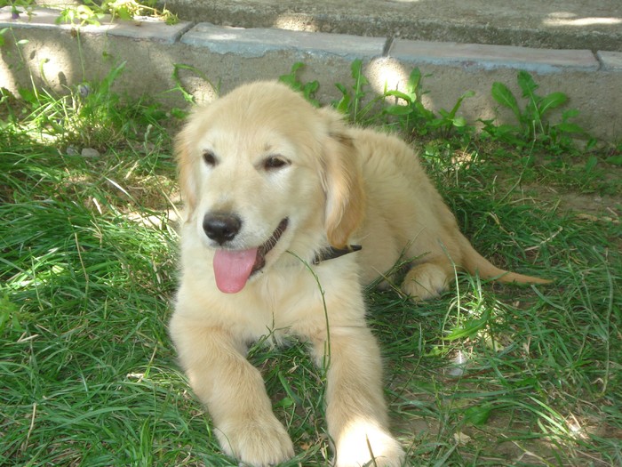 DSC02446 - x-golden retriever