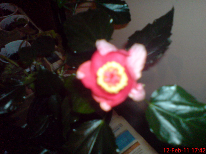 DSC00112 - 1 hibiscus