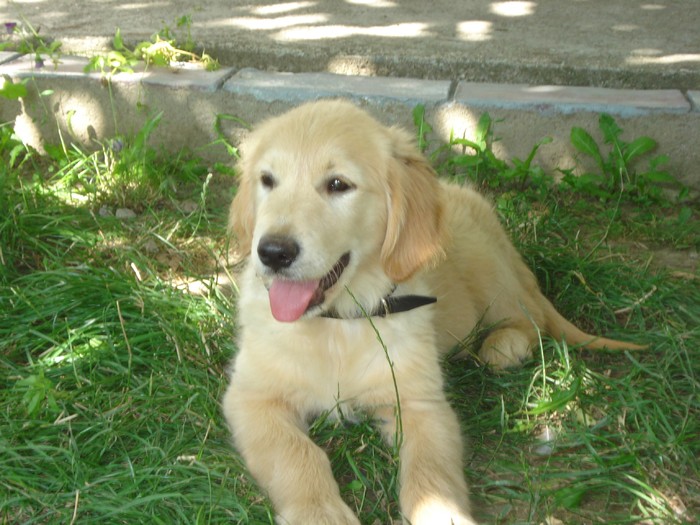 DSC02447 - x-golden retriever