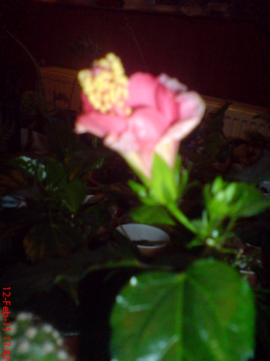 DSC00113 - 1 hibiscus