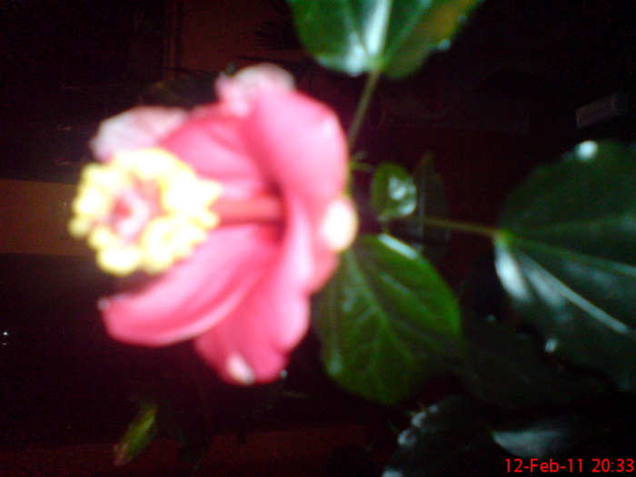 DSC00114 - 1 hibiscus