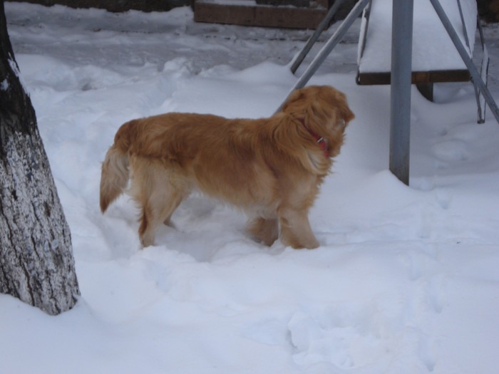 DSC04215 - x-golden retriever