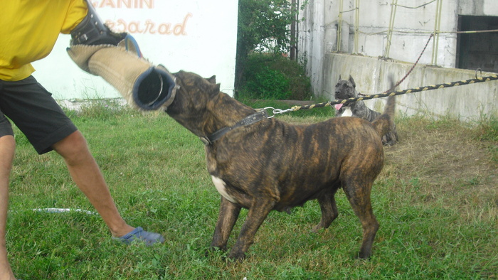 test - WORKING dogo canario