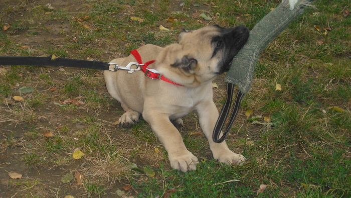 test - WORKING dogo canario