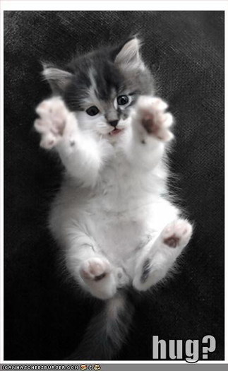 funny-pictures-kitten-hug - alte poze