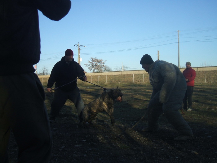 test - WORKING dogo canario