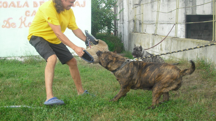 test - WORKING dogo canario