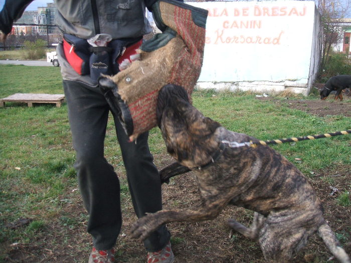 test - WORKING dogo canario