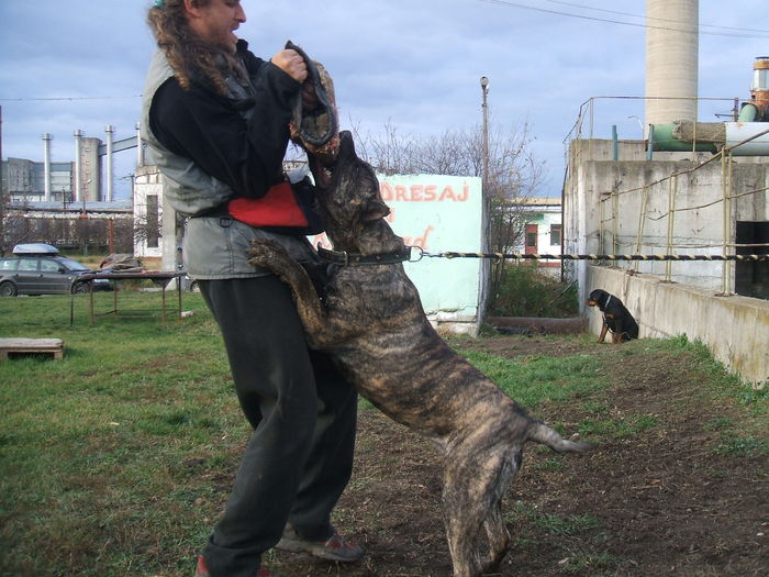 test - WORKING dogo canario