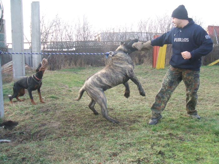 test - WORKING dogo canario