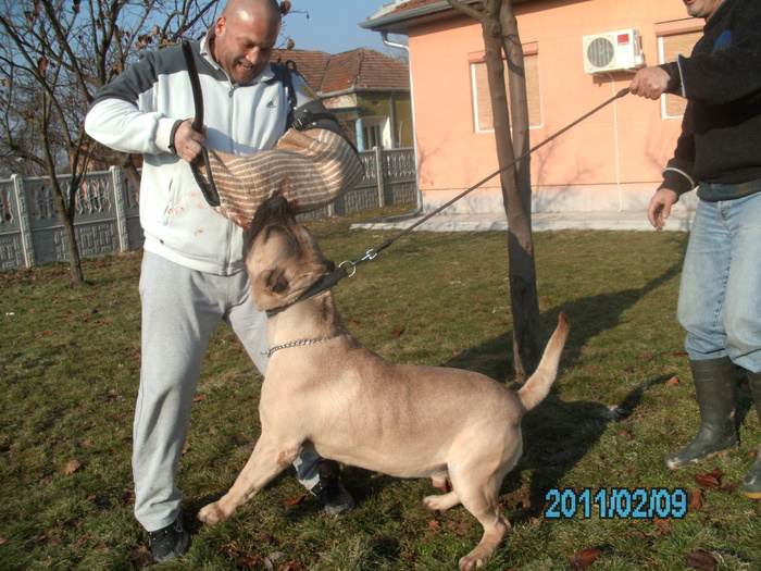 test - WORKING dogo canario