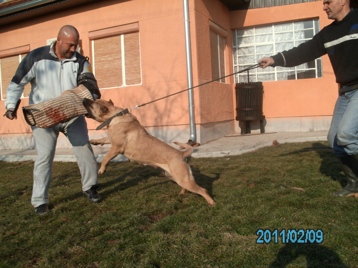 test - WORKING dogo canario