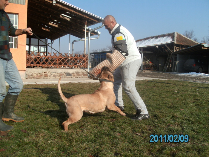 test - WORKING dogo canario