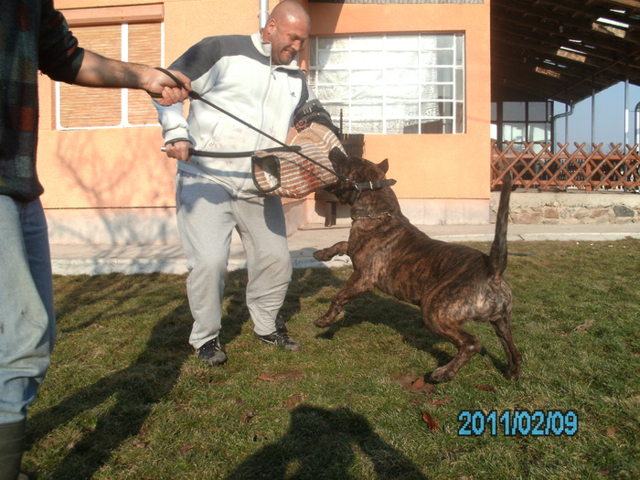 test - WORKING dogo canario