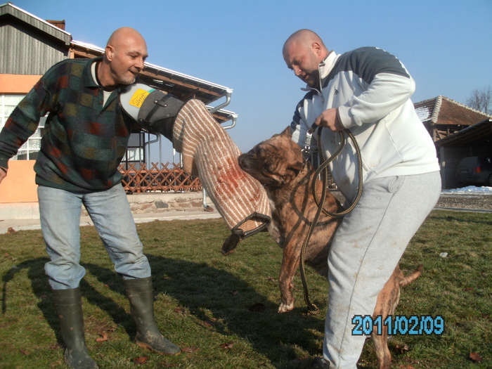 test - WORKING dogo canario