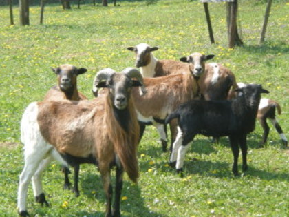 oi de camerun - 6-animalele de casa- hazi alatok