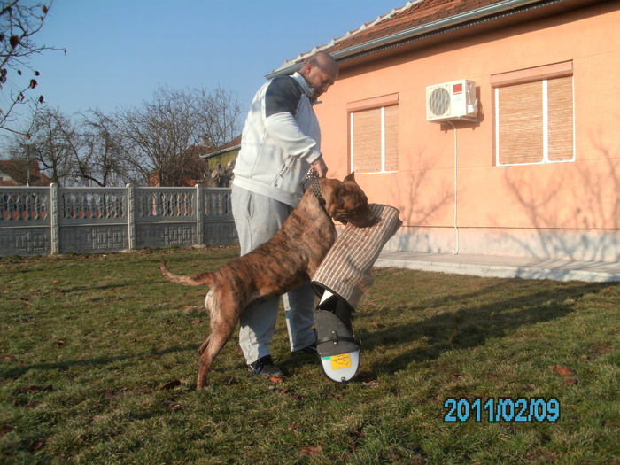 test - WORKING dogo canario