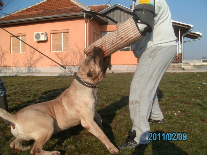 test - WORKING dogo canario