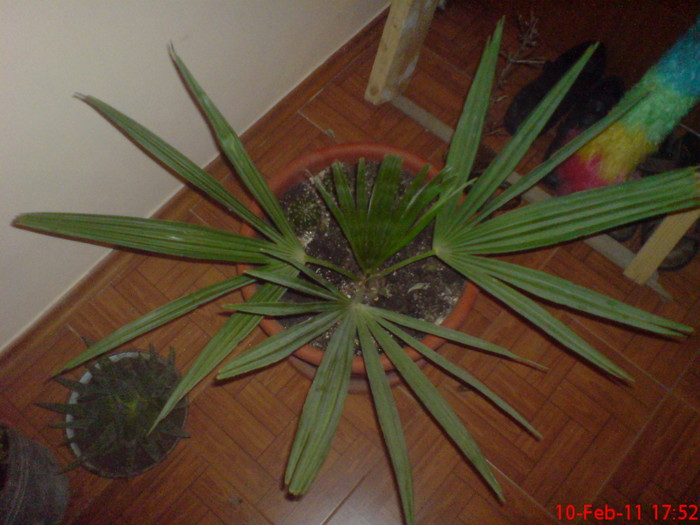 DSC00026 - palmier livistonia chinensis