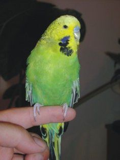 perus verde - Papagali