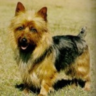 AUSTRALIAN_TERRIER