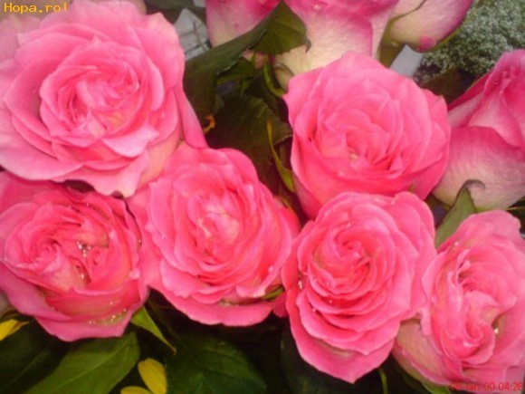 trandafiri roz - roz
