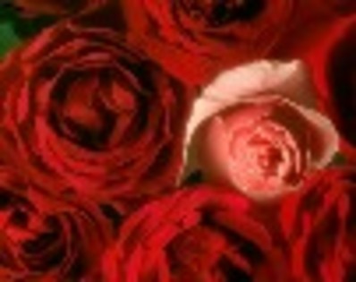 trandafiri rosii - rosu