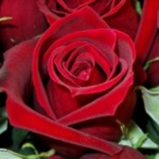 trandafir frumos - rosu