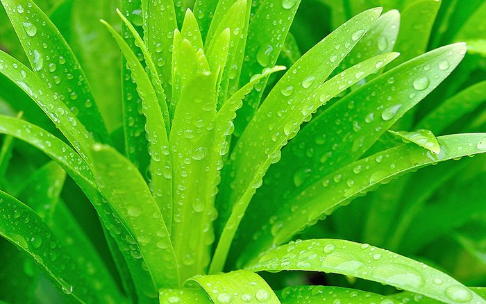 20100411135439_dsc_0340_raindropped_leaves - verde