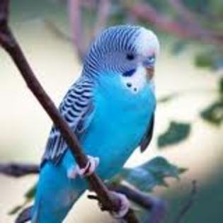 perus albastru - Papagali