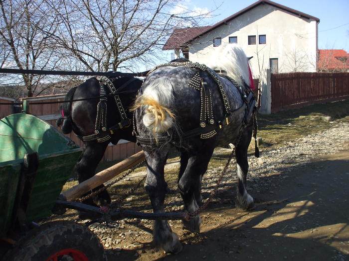 sultan si bandy-09.02.2011 014