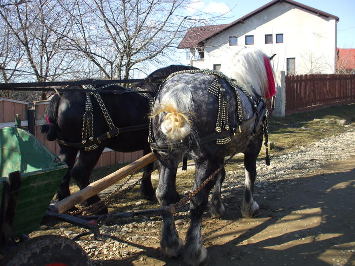 sultan si bandy-09.02.2011 015