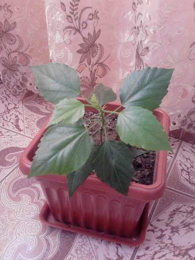 hibiscus galben-portocaliu pierdut