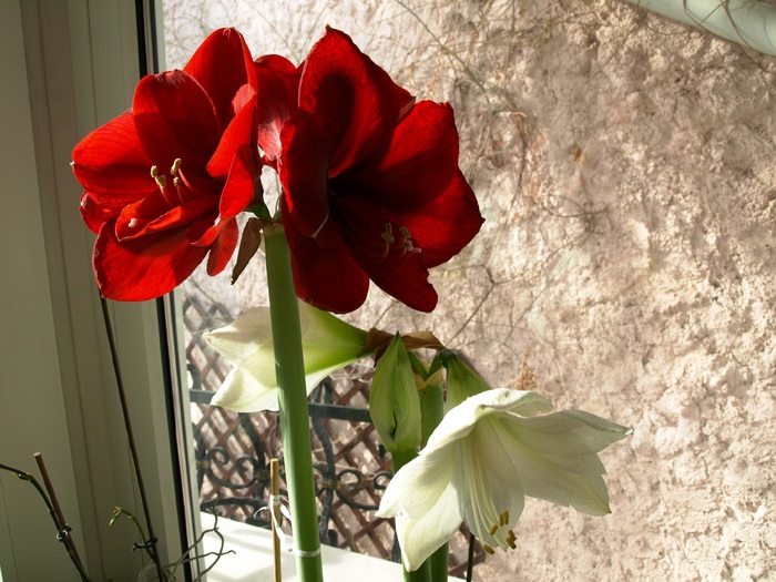 P2136710 - AMARYLLIS-HIPPEASTRUM