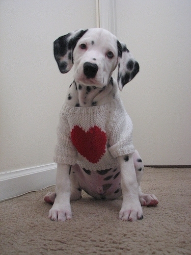 ff1bb9bb751ad334088c40225c0e9d02 - Dalmatian